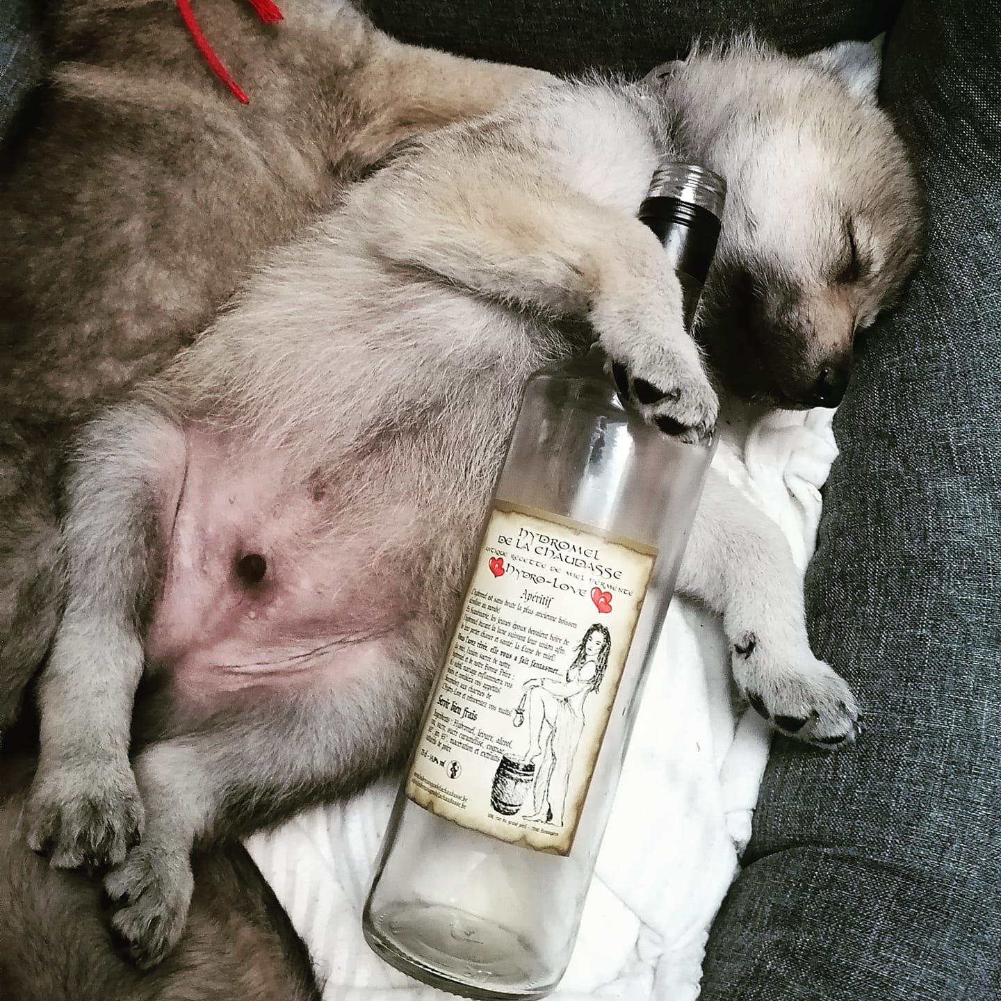 Chiot et bouteille d'hydromel